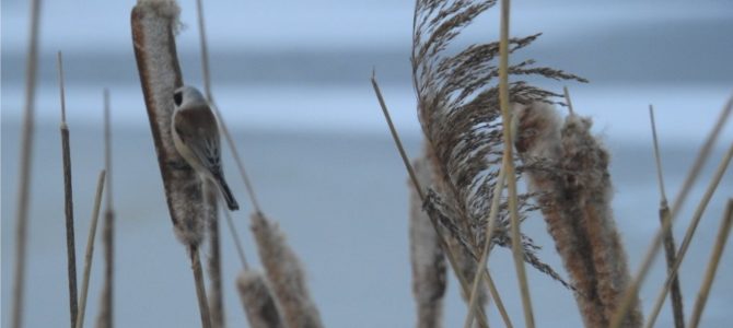 Buidelmees in Pijnacker en Lansingerland. Buidelmees in Pijnacker en Lansingerland.