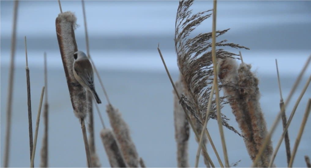 Buidelmees in Pijnacker en Lansingerland.