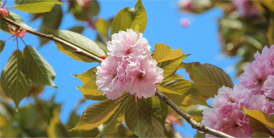 Nieuwe bomen Emmapark.