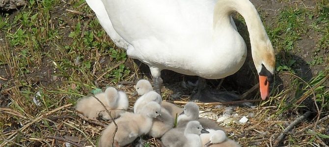 Politie meld: Volwassen Zwanen verdwijnen. Politie meld: Volwassen Zwanen verdwijnen.