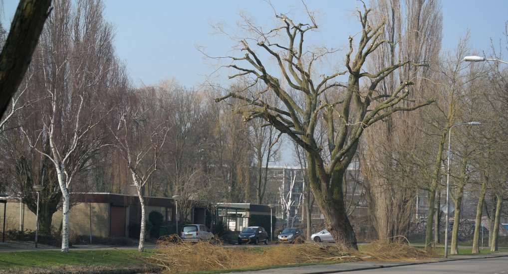 Treurwilgen Meidoornlaan klaar voor de lente.