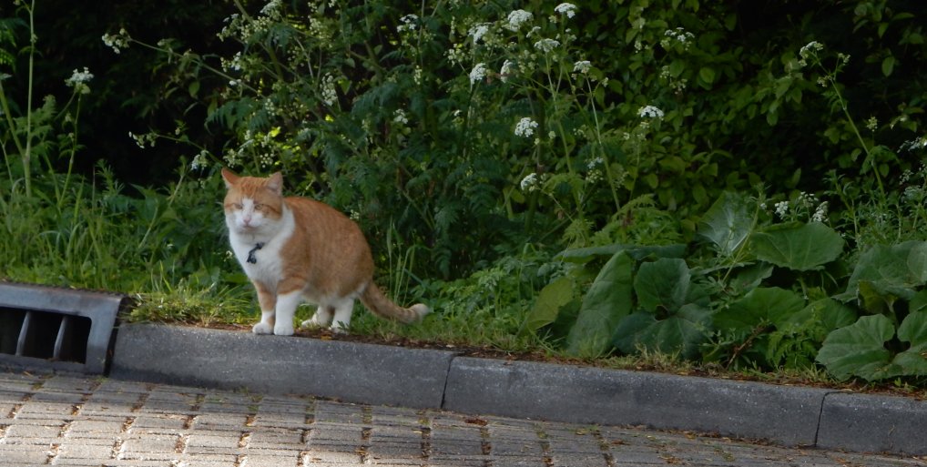 Katten geterroriseerd omgeving Noordweg.