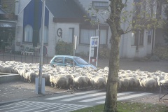 08-12-2013_schapen_over_de_laan