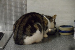 14-10-2013_poes
